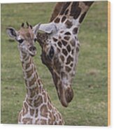 Giraffe Mother Nuzzling Calf Wood Print