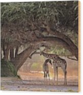 Giraffe - Namibia Wood Print