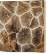 Giraffe Skin Pattern Wood Print
