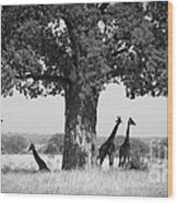 Giraffes And Baobab Tree Wood Print