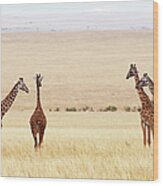 Giraffes Giraffa Camelopardalis In Wood Print