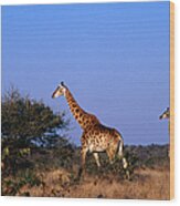 Giraffes  Giraffa Camelopardalis  On Wood Print