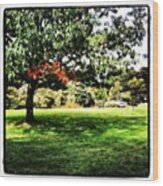 #gisbourne #melbourne #nature #park Wood Print