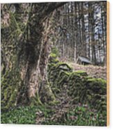 Glenariff Forest Wood Print