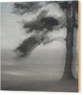 Glimpse Of Coastal Pine Wood Print
