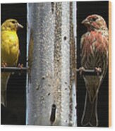 Gold And Purple Finch Wood Print