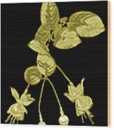 Gold Fuchsia Flowers On A Black Wood Print