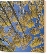 Golden Aspens Wood Print