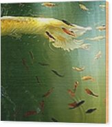 Golden Fluted Koi Tail And Ruby Barbs Wood Print