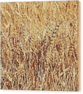 Golden Grains Wood Print