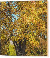 Golden Leaves Of Autumn Wood Print