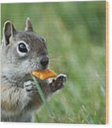 Golden-mantled Ground Squirrel Wood Print