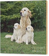 Golden Retriever Dog With Two Puppies Wood Print