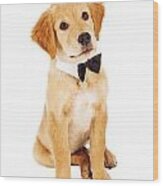 Golden Retriever Puppy Wearing Bow Tie Wood Print
