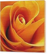 Golden Rose Wood Print