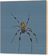 Golden Silk Orbweaver Wood Print