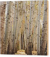 Golden Trees Dunhuang China Wood Print