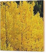 Golden Yellow Aspens Wood Print