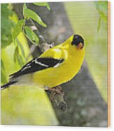 Goldfinch 299 Wood Print