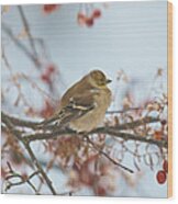 Goldfinch Brrrr Wood Print