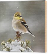 Goldfinch In The Snow Wood Print