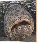 Goliath Grouper Wood Print