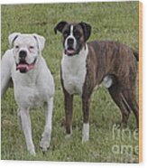 Boxer Dogs Friends Wood Print