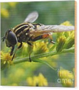 Good Guy Hoverfly Wood Print