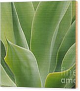 Graceful Agave Wood Print