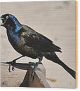 Grackle Chow Down Wood Print