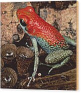 Granular Poison Dart Frog Costa Rica Wood Print