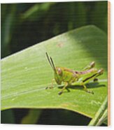 Grasshopper On Corn Leaf Wood Print