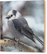 Gray Jay On Aspen Wood Print