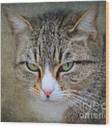 Gray Tabby Cat Wood Print