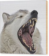 Gray Timber Wolf Yawning Wood Print