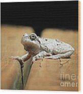 Gray Tree Frog Wood Print