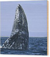 Gray Whale Breaching Pacific Ocean Wood Print