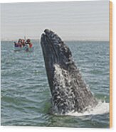 Gray Whale Calf Breaching San Ignacio Wood Print