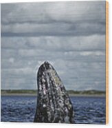 Gray Whale Spy-hopping Baja California Wood Print