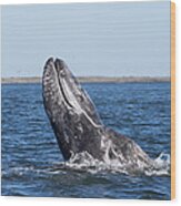Gray Whale Spyhopping Magdalena Bay Baja Wood Print