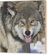 Gray Wolf, Canis Lupus Wood Print