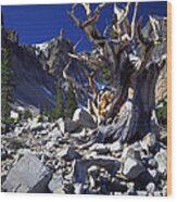 Great Basin Bristlecone Wood Print