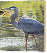 Great Blue Heron Catching Fish Wood Print