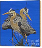 Great Blue Heron Family Wood Print