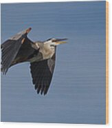 Great Blue Heron In Flight Wood Print