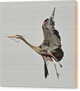 Great Blue Heron In Flight Wood Print