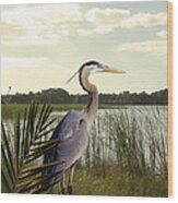 Great Blue Heron In The Bulrushes Wood Print