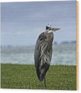 Great Blue Heron Wood Print