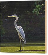 Great Blue Heron Standing Tall Wood Print