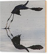 Great Blue Heron Takeoff Wood Print